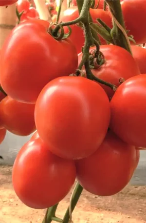 Tomate - Cauca F1