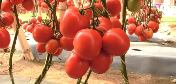 Tomate - Cauca F1