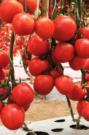 Tomate - Santurban F1