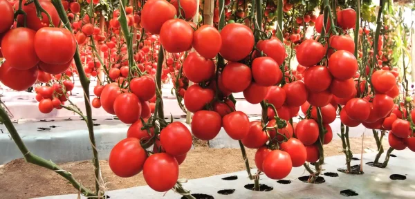 Tomate - Santurban F1