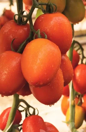 Tomate - Tombor F1