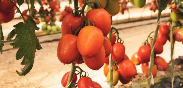 Tomate - Tombor F1
