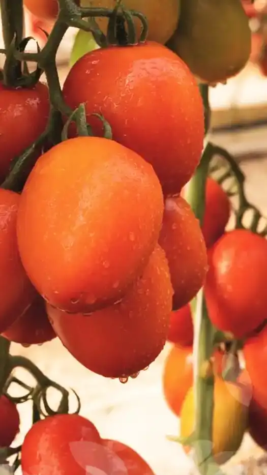 Tomate-tombor-f1-prod-agrifol-1m
