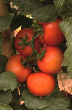 Tomate - Tosmar F1