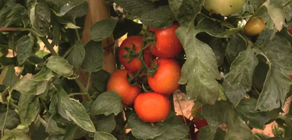 Tomate - Tosmar F1