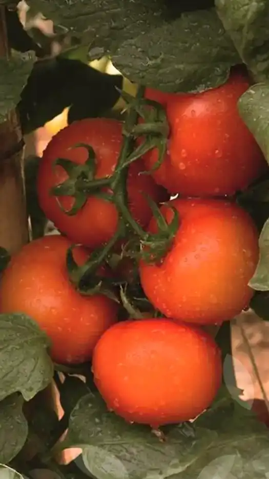 Tomate-tosmar-f1-prod-agrifol-1m