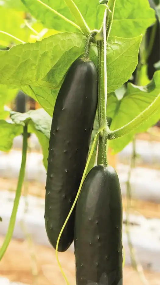 pepino-braga-f1-prod-agrifol-1m