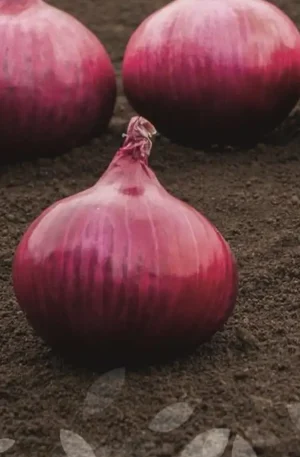 Cebolla Red Wave