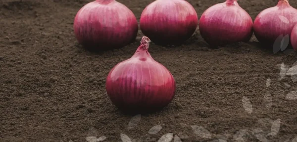 Cebolla Red Wave