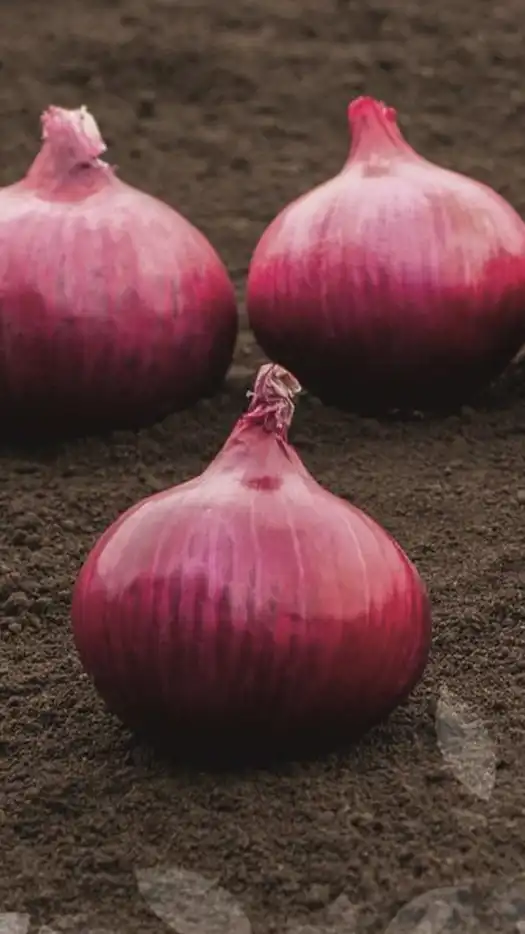 Cebolla-red-wave-prod-agrifol-1m