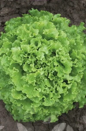 Lechuga - Claribel