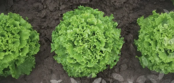 Lechuga - Claribel