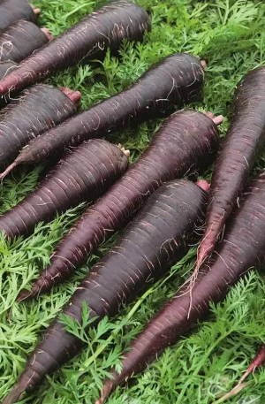 Zanahoria - Deep Purple F1