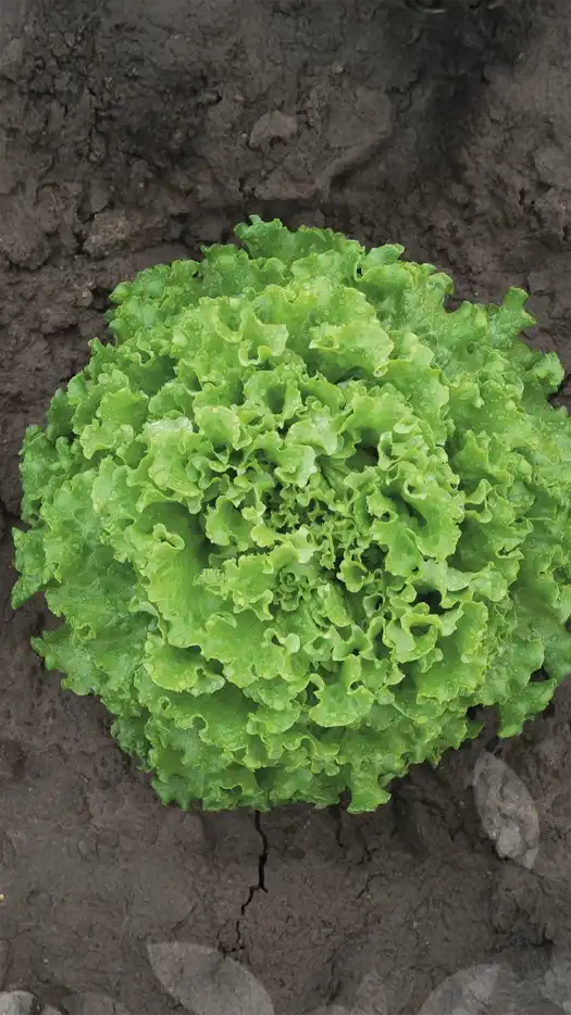 mLechuga-Claribel-prod-agrifol-1