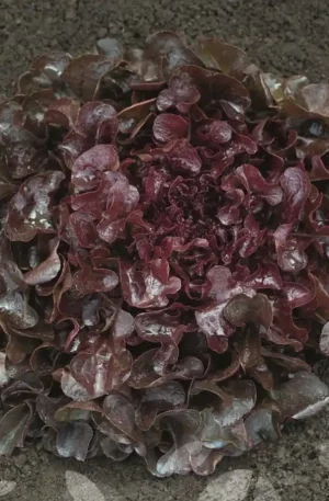 Lechuga - Oakly