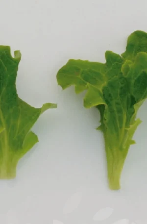 Lechuga - Jeantette