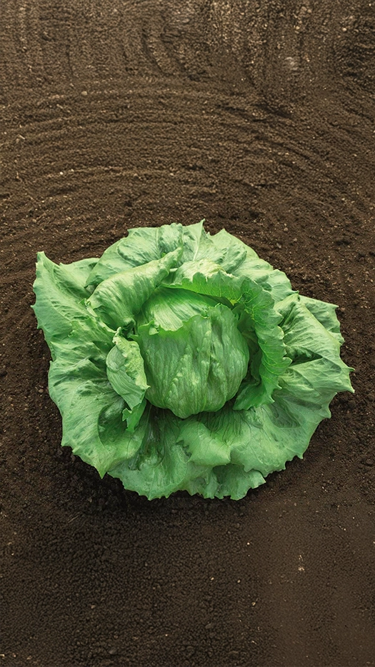 Lechuga-jeanette-prod-agrifol-1m