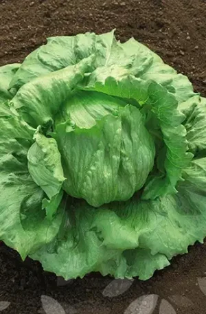 Lechuga - Joice