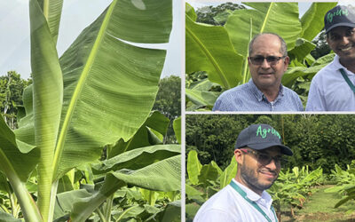 Día de campo: Xilotrom en el manejo de Sigatoka Negra en banano