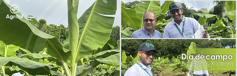 Día de campo: Xilotrom en el manejo de Sigatoka Negra en banano