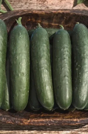 Pepino - Fuseta F1