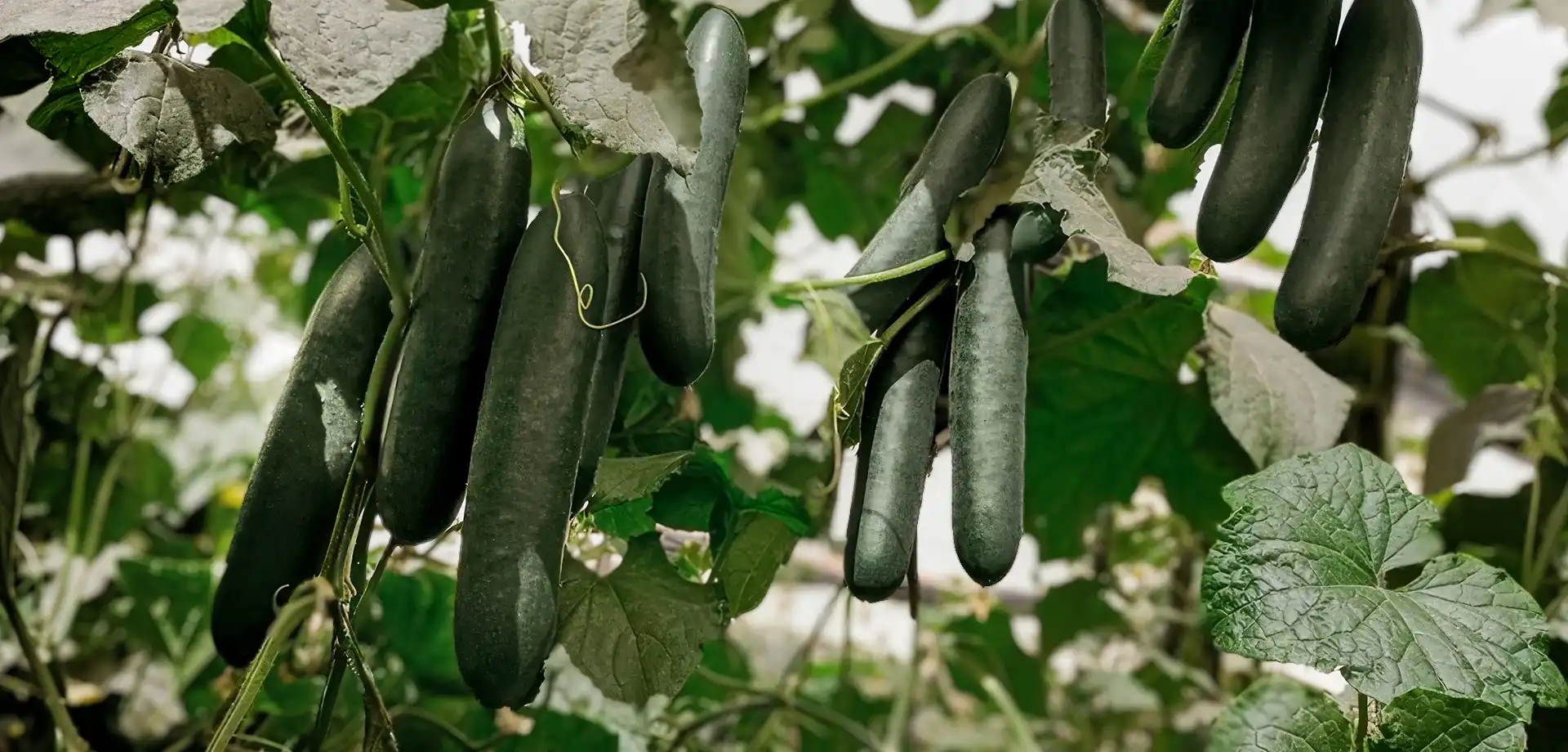 Apio Premio Agrifol | Semilla Bejo en Colombia
