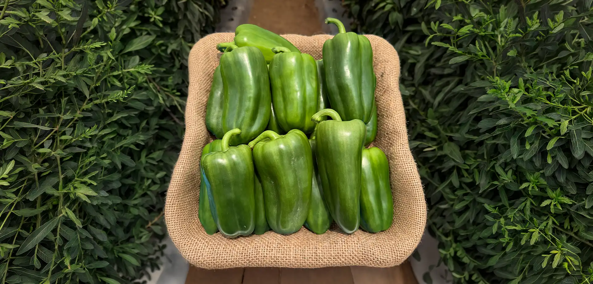 Apio Premio Agrifol | Semilla Bejo en Colombia