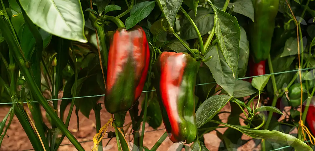 Apio Premio Agrifol | Semilla Bejo en Colombia